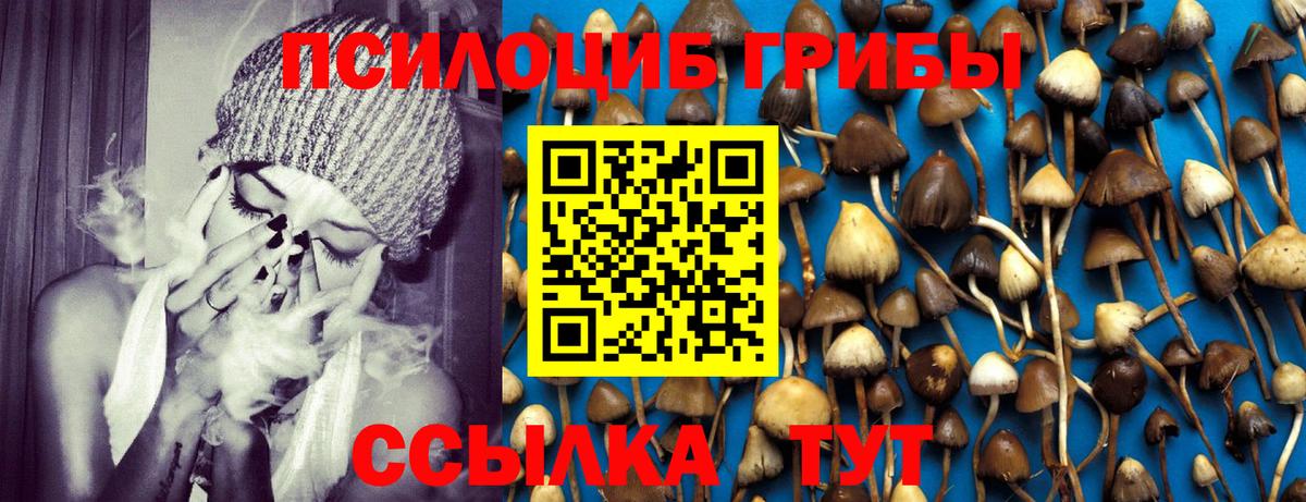 Псилоцибиновые грибы Psilocybe Благодарный